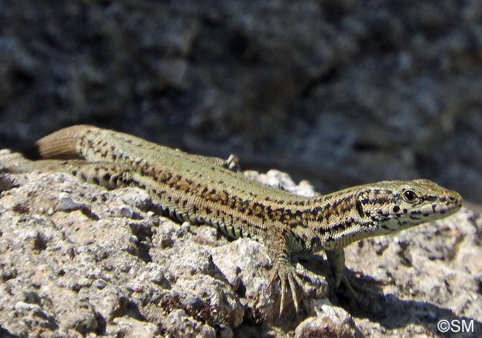 Podarcis liolepis : Lzard catalan = Podarcis liolepis liolepis