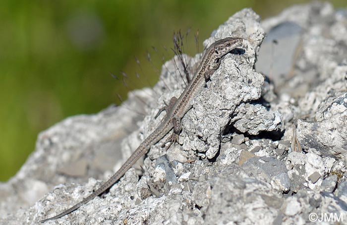 Podarcis liolepis : Lzard catalan = Podarcis liolepis liolepis