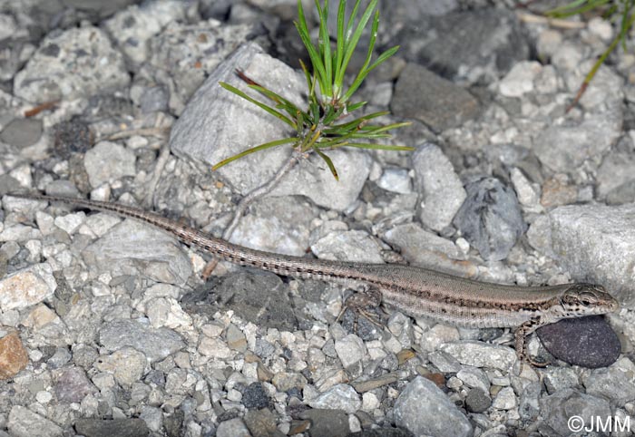 Podarcis liolepis : Lzard catalan = Podarcis liolepis liolepis