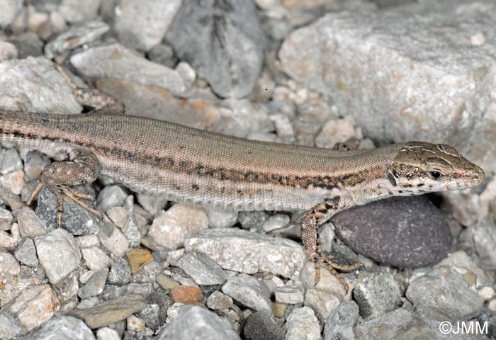 Podarcis liolepis : Lzard catalan = Podarcis liolepis liolepis