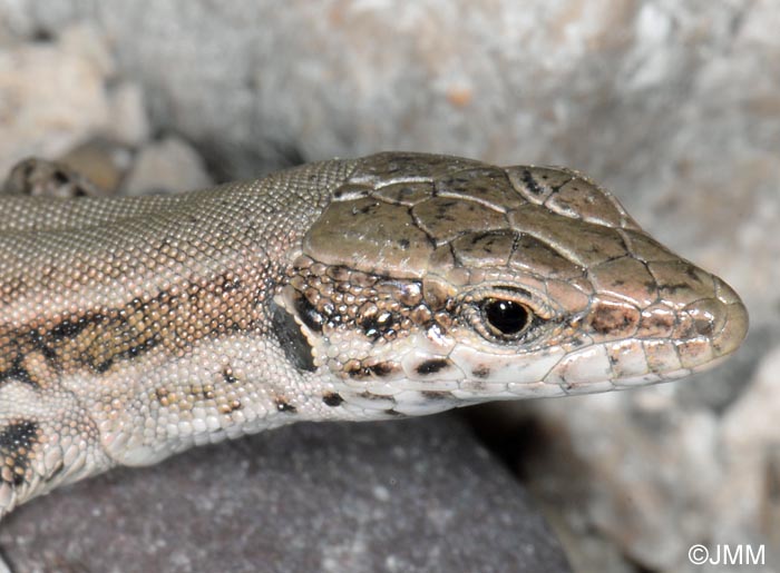 Podarcis liolepis : Lzard catalan = Podarcis liolepis liolepis