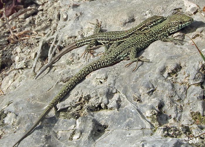 Podarcis liolepis sebastiani : Lzard catalan de Sbastien