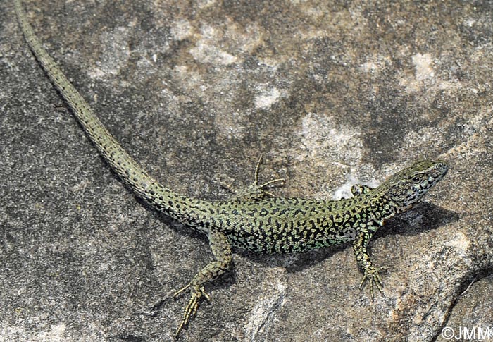 Podarcis liolepis sebastiani : Lzard catalan de Sbastien