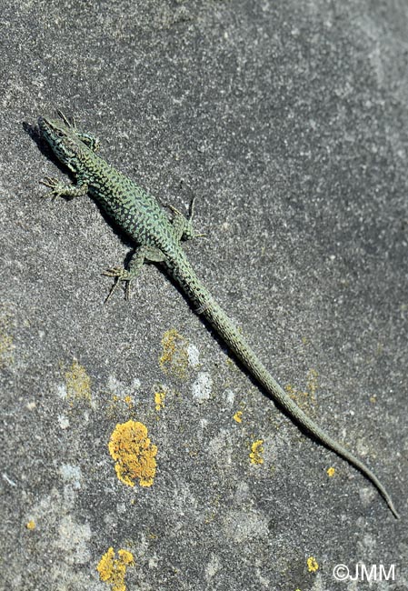 Podarcis liolepis sebastiani : Lzard catalan de Sbastien