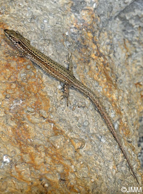 Podarcis liolepis sebastiani : Lzard catalan de Sbastien