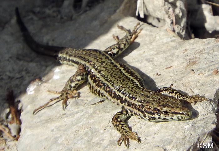 Podarcis liolepis sebastiani : Lzard catalan de Sbastien