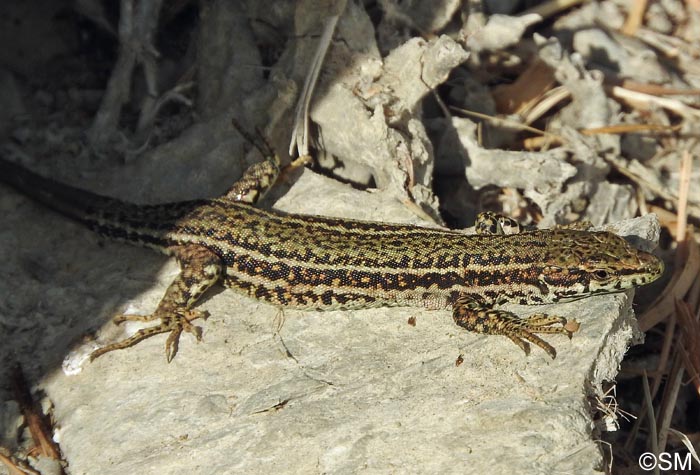 Podarcis liolepis sebastiani : Lzard catalan de Sbastien