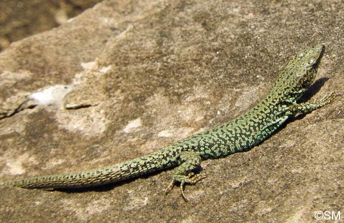 Podarcis liolepis sebastiani : Lzard catalan de Sbastien