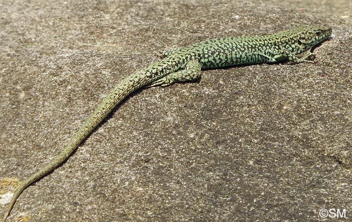 Podarcis liolepis sebastiani : Lzard catalan de Sbastien