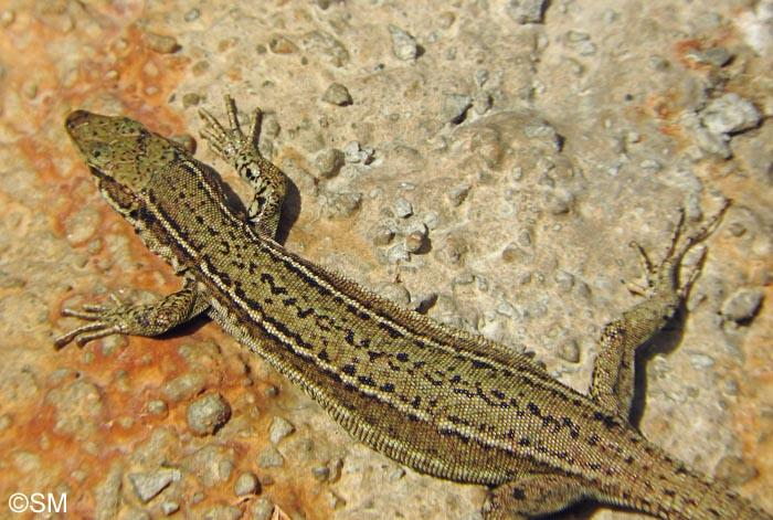 Podarcis liolepis sebastiani : Lzard catalan de Sbastien