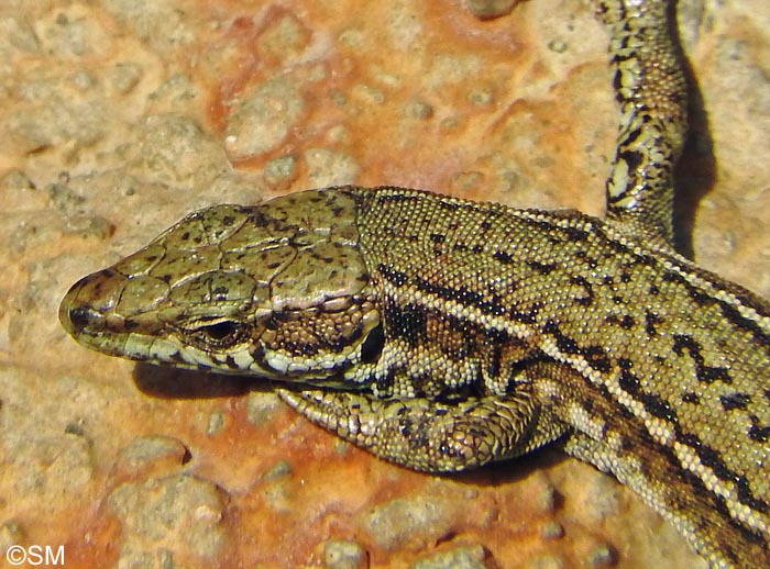 Podarcis liolepis sebastiani : Lzard catalan de Sbastien