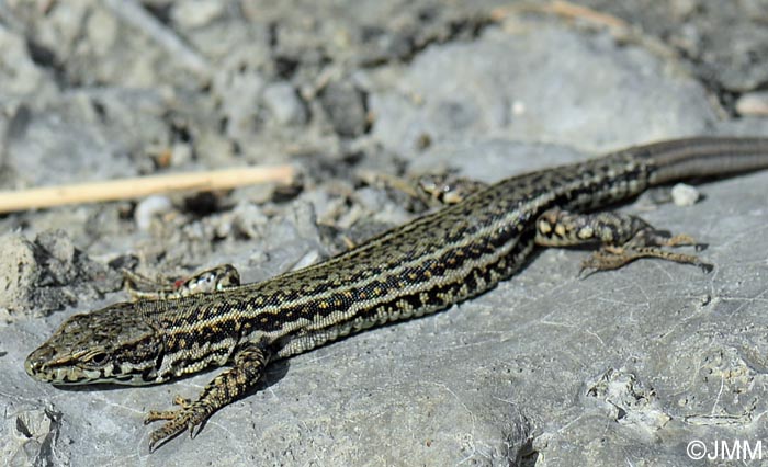 Podarcis liolepis sebastiani : Lzard catalan de Sbastien