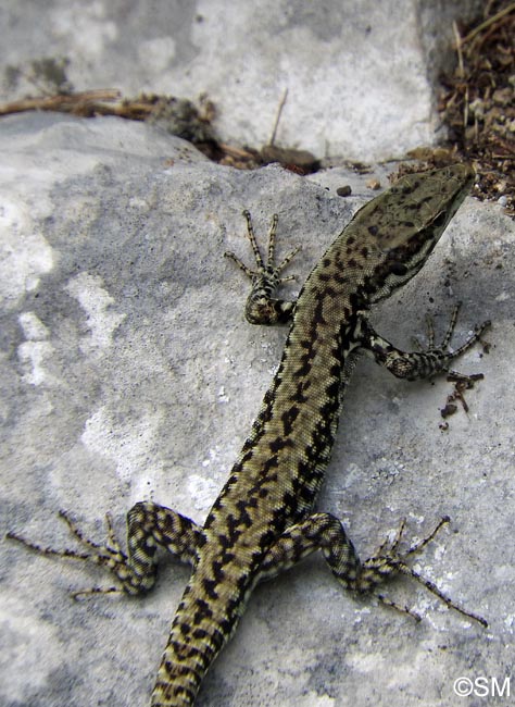 Podarcis muralis