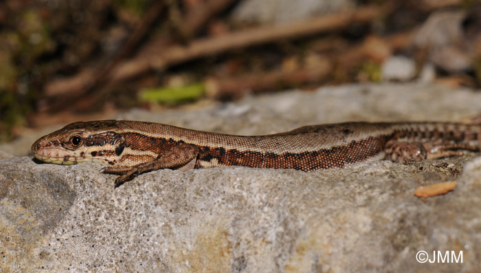 Lzard des murailles