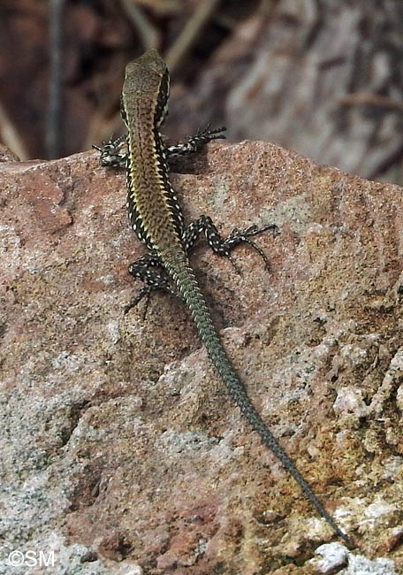 Podarcis muralis