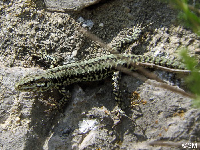 Podarcis muralis