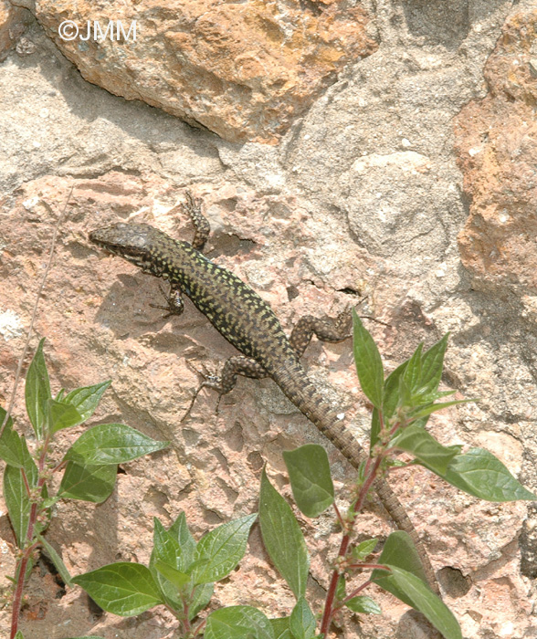 Lzard des murailles  ventre noir