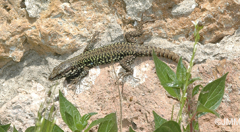 Lzard des murailles  ventre noir