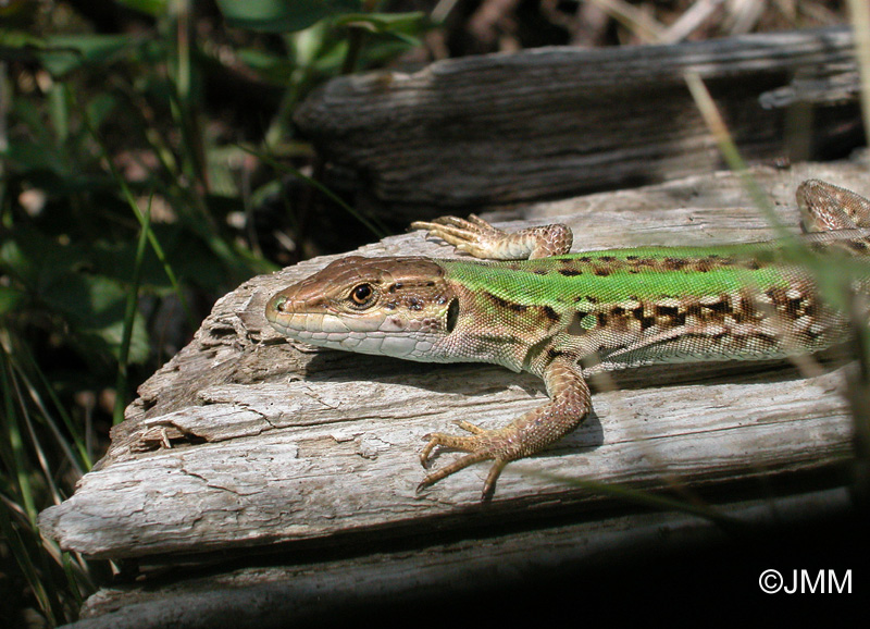 Podarcis siculus campestris : Lzard des ruines