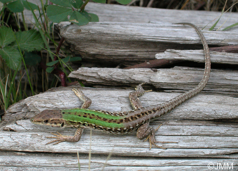 Podarcis siculus campestris : Lzard des ruines