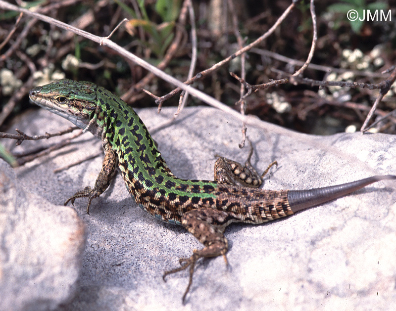 Podarcis siculus siculus : Lzard des ruines