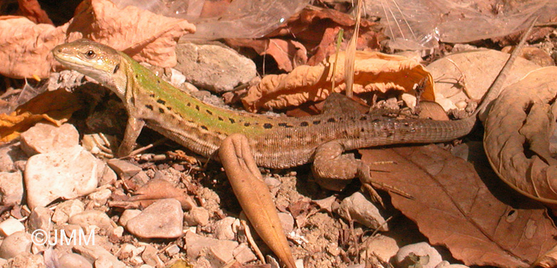 Podarcis siculus siculus : Lzard des ruines