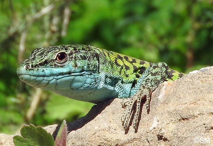 Podarcis siculus siculus : Lzard des ruines