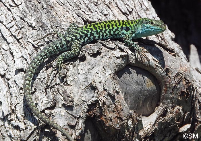 Podarcis siculus siculus : Lzard des ruines