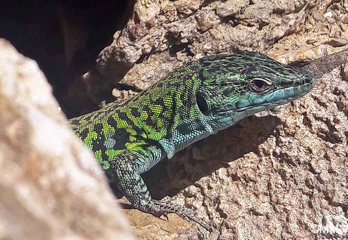 Podarcis siculus siculus : Lzard des ruines