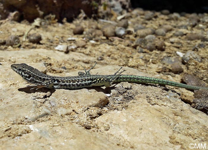 Podarcis tiliguerta : Lzard tyrrhnien