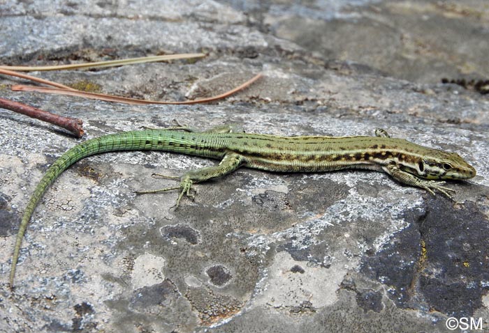 Podarcis tiliguerta : Lzard tyrrhnien