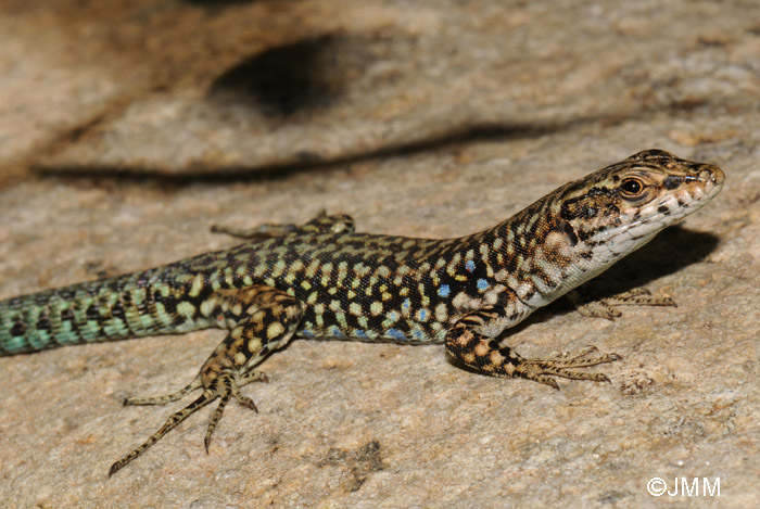 Podarcis tiliguerta : Lzard tyrrhnien