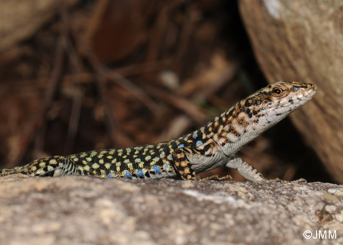 Podarcis tiliguerta : Lzard tyrrhnien