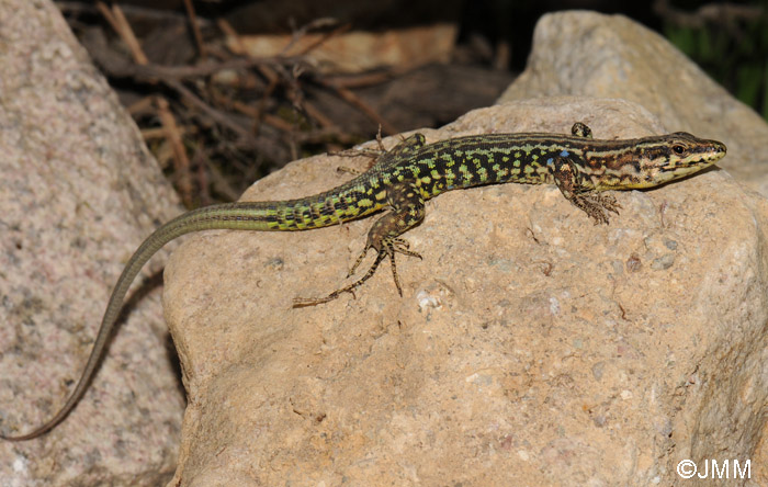 Podarcis tiliguerta : Lzard tyrrhnien