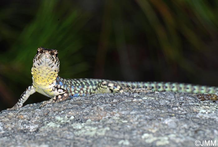 Podarcis tiliguerta : Lzard tyrrhnien