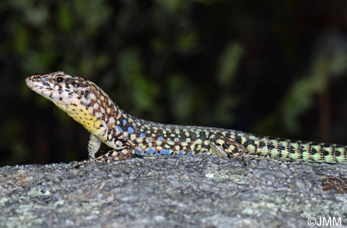 Podarcis tiliguerta : Lzard tyrrhnien