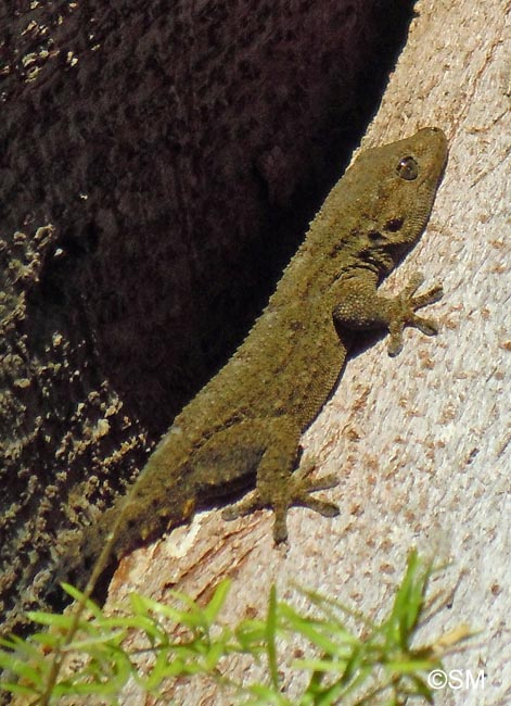 Tarentola delalandii