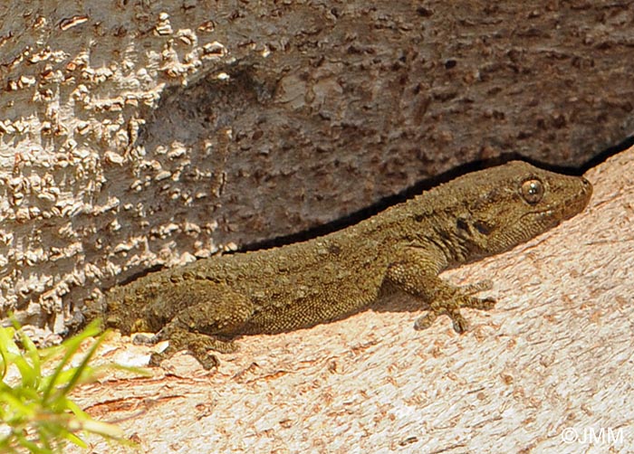 Tarentola delalandii