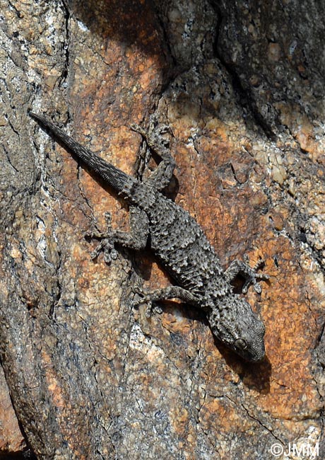 Tarentola mauritanica : Tarente de Maurtanie