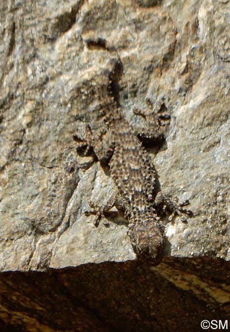 Tarentola mauritanica : Tarente de Maurtanie