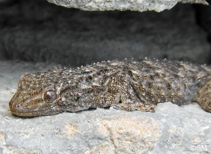 Tarentola mauritanica : Tarente de Maurtanie