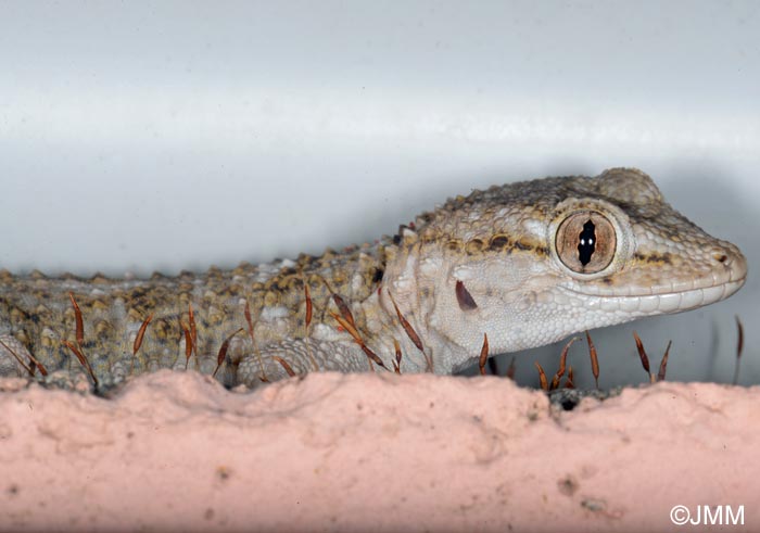 Tarentola mauritanica : Tarente de Maurtanie