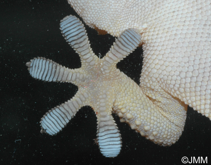 Tarentola mauritanica : Tarente de Maurtanie