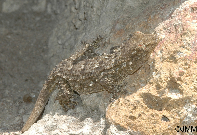 Tarentola mauritanica : Tarente de Maurtanie