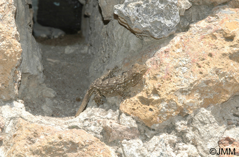 Tarentola mauritanica : Tarente de Maurtanie