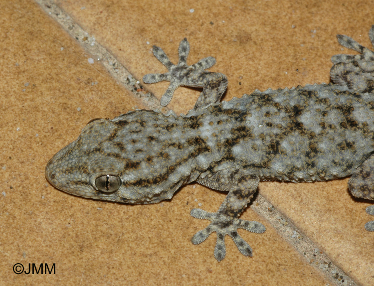 Tarentola mauritanica : Tarente de Maurtanie