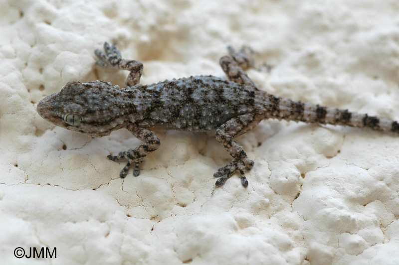 Tarentola mauritanica : Tarente de Maurtanie