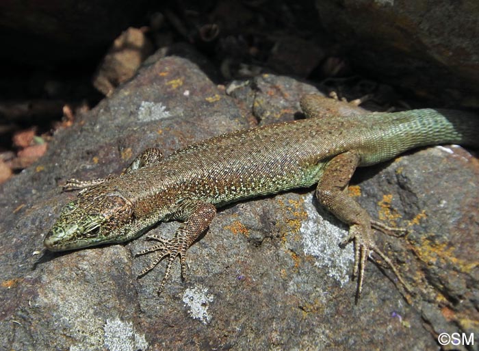 Teira dugesii