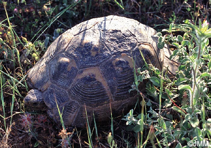 Testudo graeca ibera : Tortue levantine