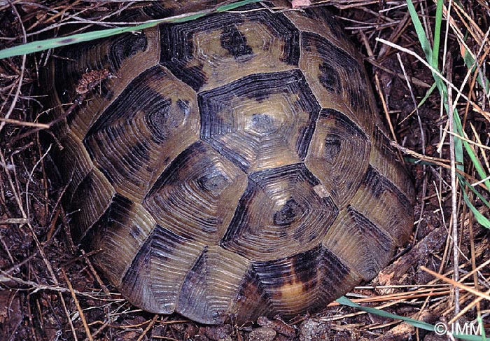 Testudo graeca ibera : Tortue levantine